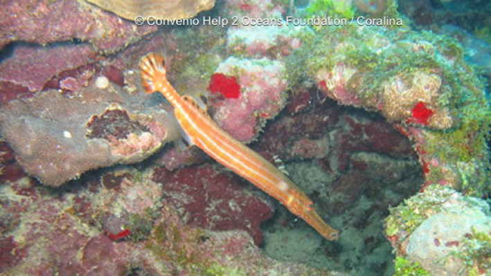 Trumpetfishes (5)_8108